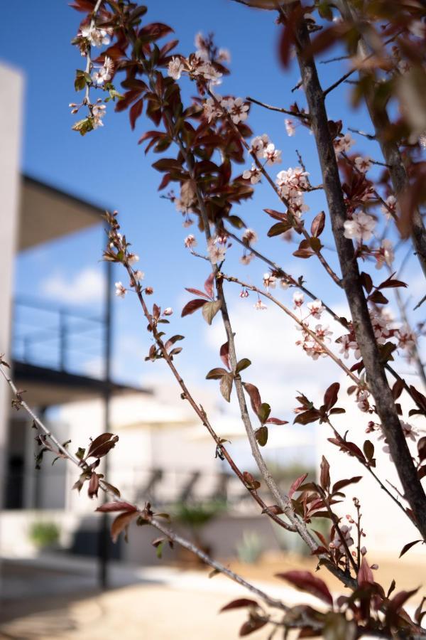 Villa Sophia Valle De Guadalupe Ngoại thất bức ảnh